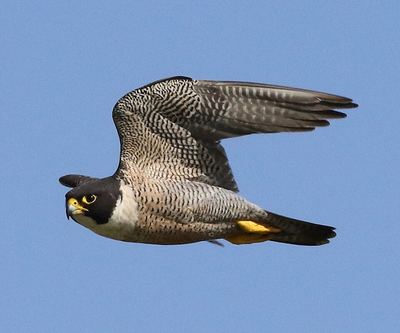 Peregrine Falcon
